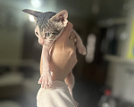 Кошки в Гуково: Котенок сфинкс Девочка, 7 500 руб. - фото 1