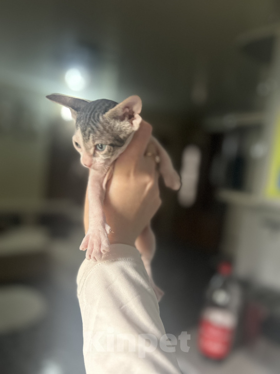 Кошки в Гуково: Котенок сфинкс Девочка, 7 500 руб. - фото 1