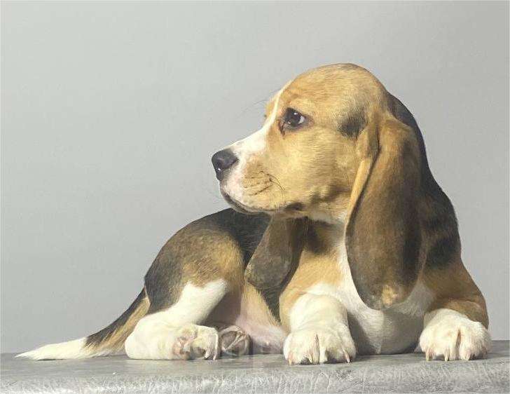 Собаки в Иркутске: Продам щенков породы "Бигль" Девочка, Бесплатно - фото 4