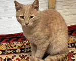 Кошки в Москве: Бося — рыжий котик в добрые руки. Мальчик, Бесплатно - фото 4