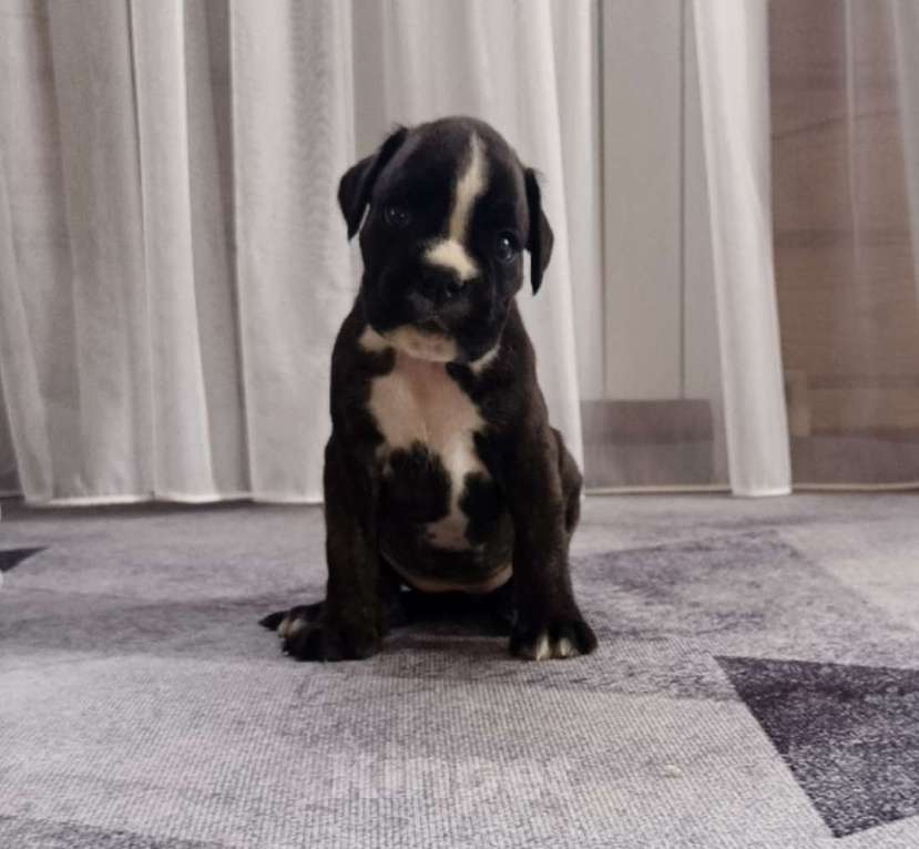 Собаки в Ижевске: Щенок немецкого боксёра Девочка, Бесплатно - фото 1