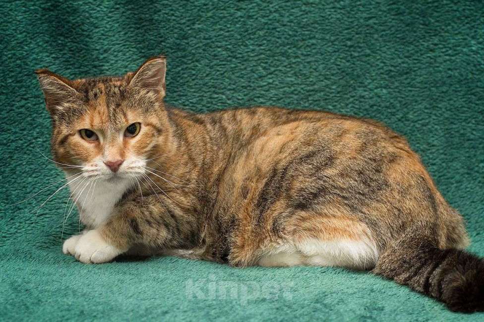 Кошки в Москве: Малинку не выбирают из-за ее глазок Девочка, Бесплатно - фото 2