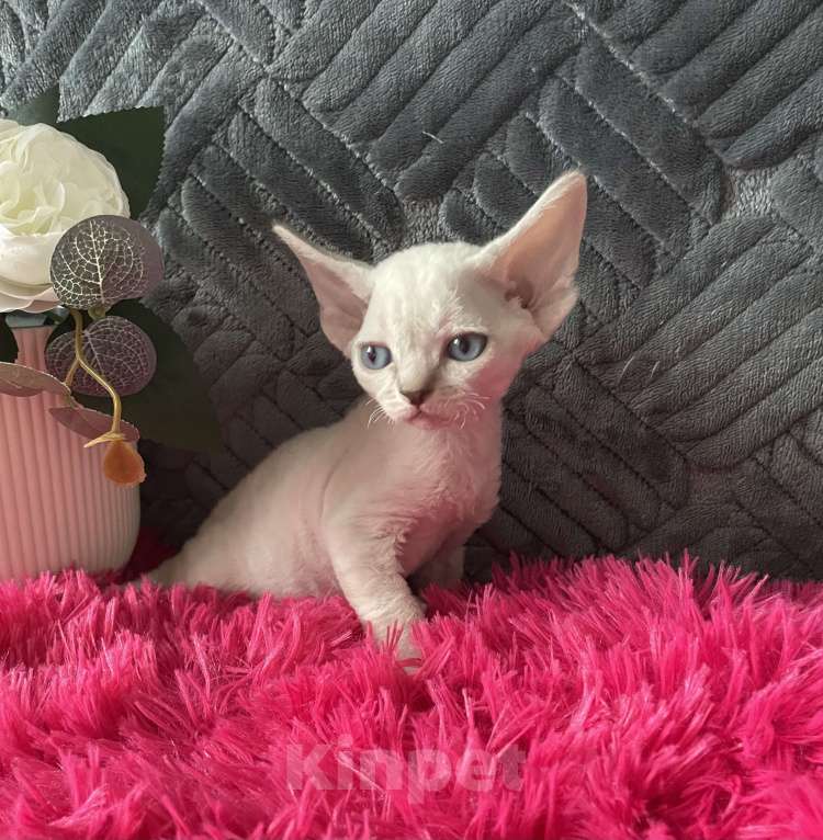 Кошки в Москве: Котенок Девон рекс мальчик с голубыми глазами Мальчик, 60 000 руб. - фото 2