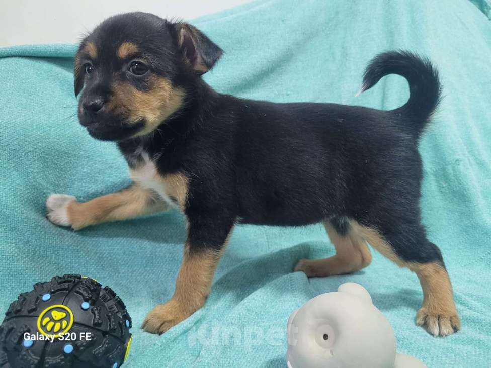 Собаки в Москве: Маленький щенок из приюта в добрые руки Девочка, Бесплатно - фото 2