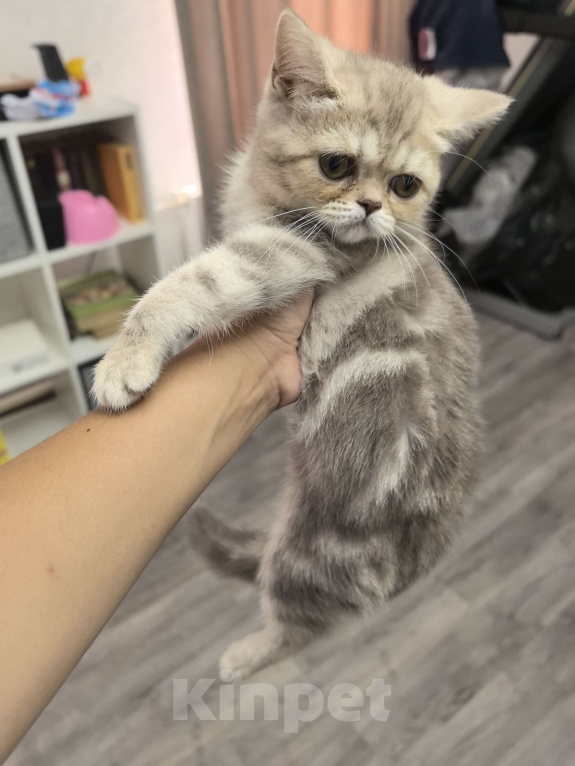 Кошки в Краснодаре: Котята от золотого шиншиллы Девочка, 8 000 руб. - фото 3