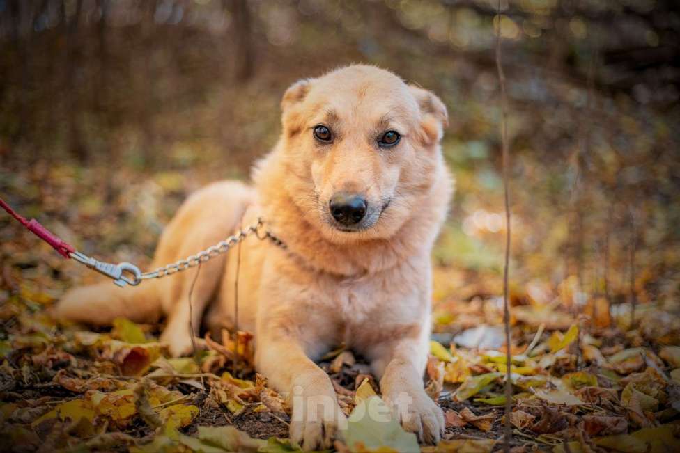 Собаки в Москве: Таша - смелая и нежная малышка из приюта в добрые руки Девочка, Бесплатно - фото 5
