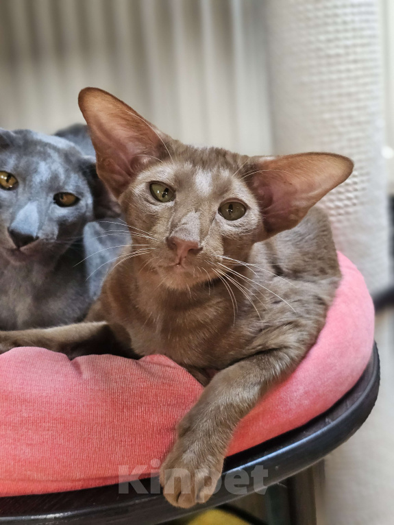 Кошки в Балашихе: Циннамоновая ориентальная кошечка Девочка, 50 000 руб. - фото 3