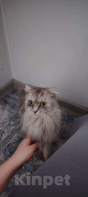 Кошки в Москве: найден кот/кошка Мальчик, Бесплатно - фото 4