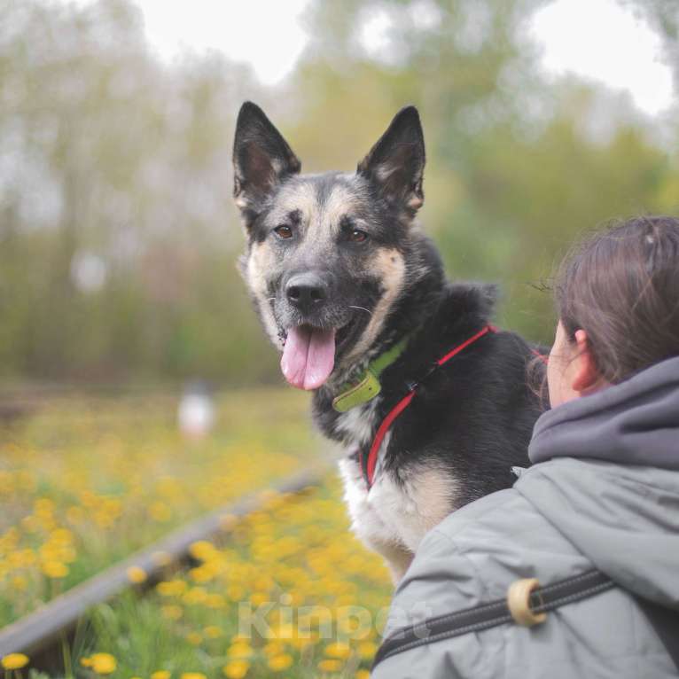 Собаки в Москве: Шелдон Мальчик, Бесплатно - фото 4