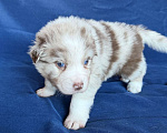 Собаки в других городах Новосибирской области: Щенки австралийской овчарки Мальчик, Бесплатно - фото 2