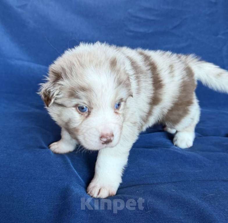 Собаки в других городах Новосибирской области: Щенки австралийской овчарки Мальчик, Бесплатно - фото 2