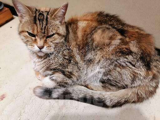 Кошки в Томске: Серьёзный кот Масян Мальчик, 10 руб. - фото 2