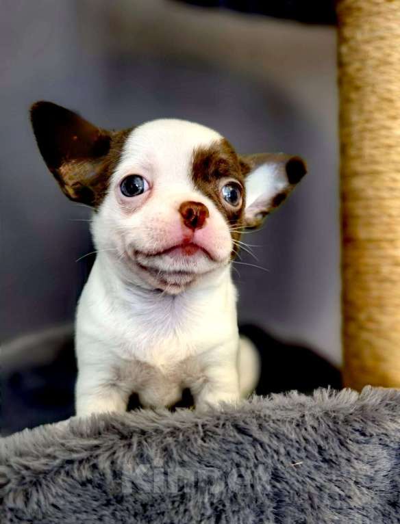 Собаки в Москве: Чихуахуа, мальчик нежнейший милаш Мальчик, 35 000 руб. - фото 3