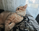 Кошки в Красноярске: Британская золота шиншилла КОТЁНОК Мальчик, Бесплатно - фото 2