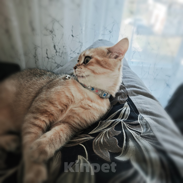 Кошки в Красноярске: Британская золота шиншилла КОТЁНОК Мальчик, Бесплатно - фото 2