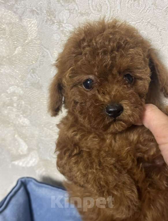 Собаки в Москве: Той-пудель тикап Мальчик, 150 000 руб. - фото 2