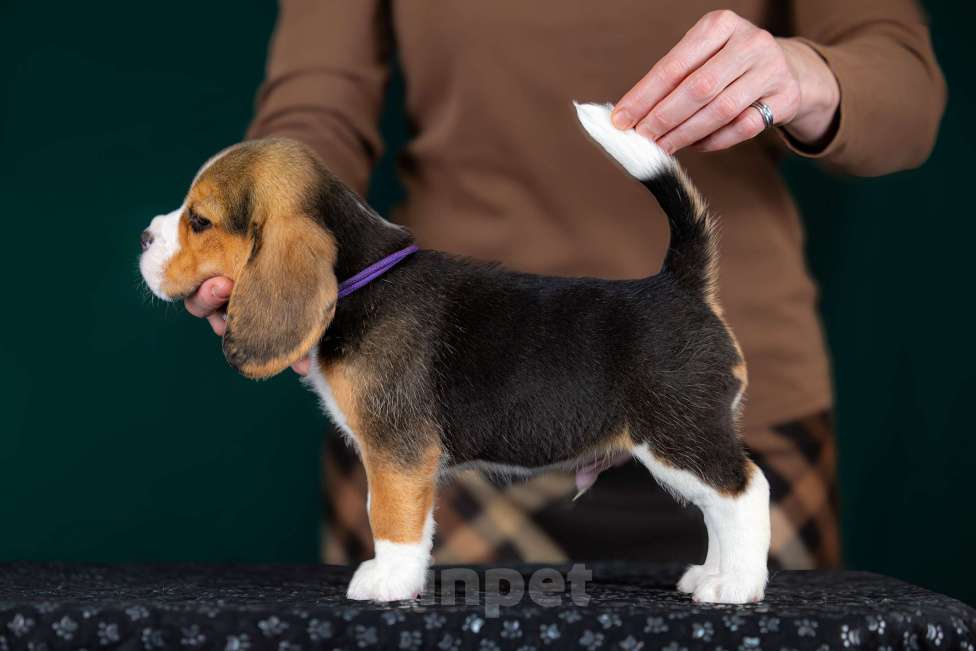 Собаки в Москве: Щенок Бигля питомник РКФ Мальчик, 70 000 руб. - фото 8