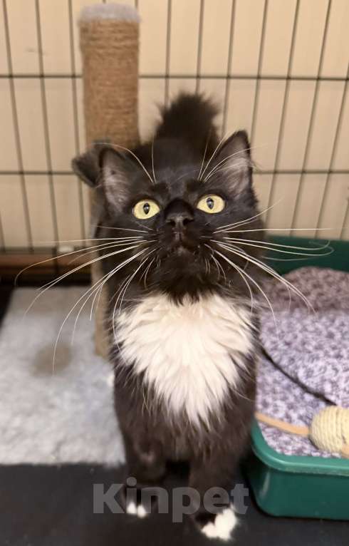 Кошки в Москве: Котенок Гвоздика ищет дом Девочка, Бесплатно - фото 7