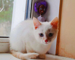 Кошки в Болхове: Тайские котята, 5 000 руб. - фото 3