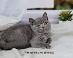 Кошки в Санкт-Петербурге: Британский котик голубого окраса Мальчик, 35 000 руб. - фото 3