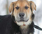 Собаки в Москве: Валли. Светлый и добрый мальчишка Мальчик, 1 руб. - фото 1