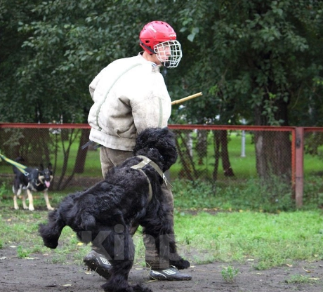 Собаки в Москве: Щенки Русского Чёрного Терьера Мальчик, 50 000 руб. - фото 2