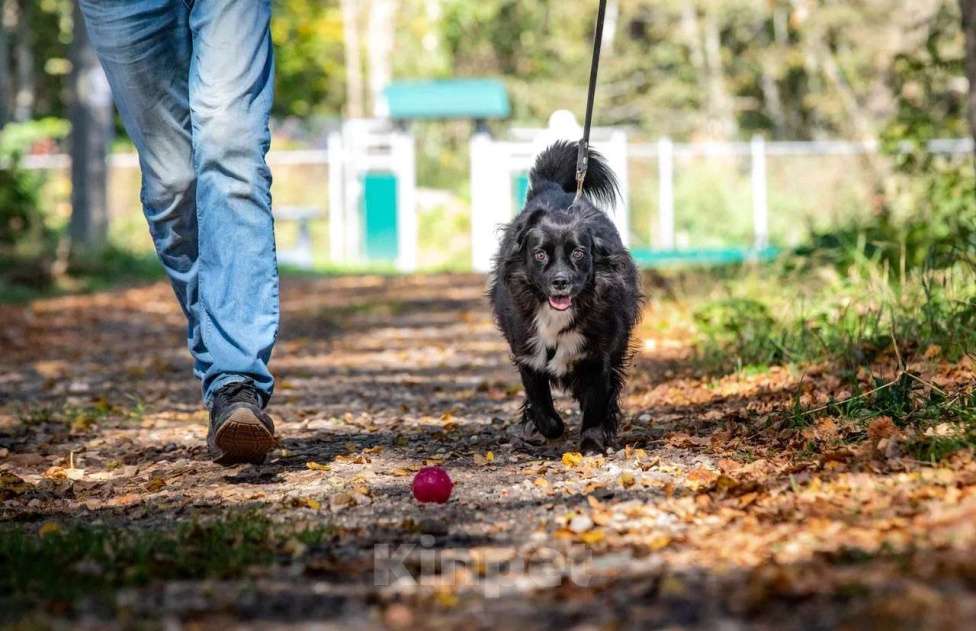 Собаки в Москве: Нежная и благородная собака Хэйси в дар Девочка, 1 руб. - фото 2