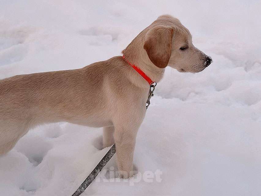 Собаки в Рязани: Ищет дом Баки — солнечный щенок, метис бигля  Мальчик, 10 руб. - фото 4