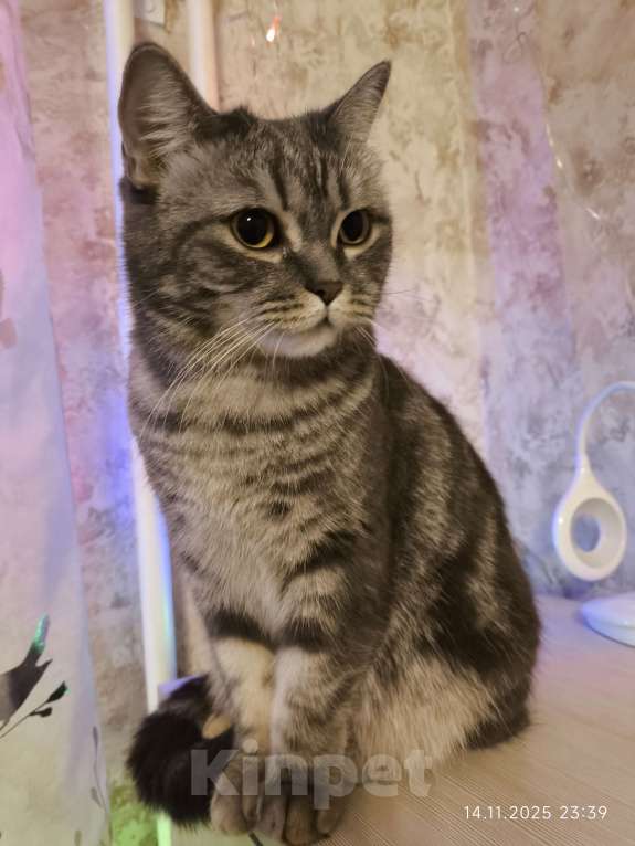 Кошки в Москве: Margo Девочка, Бесплатно - фото 1