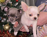 Собаки в Орле: Чихуахуа Девочка, 50 000 руб. - фото 4