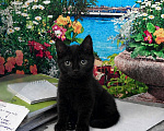 Кошки в Москве: Котенок девочка ищет дом Девочка, Бесплатно - фото 1