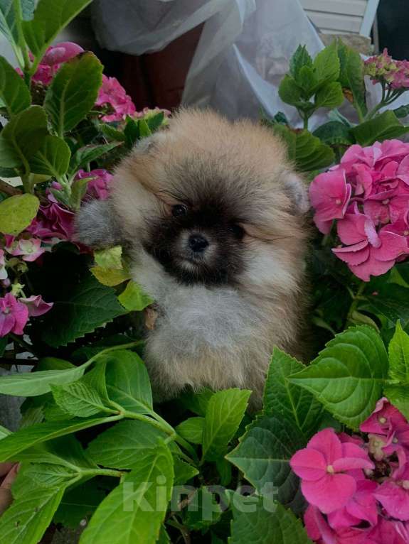 Собаки в Лобне: Малышка Девочка, Бесплатно - фото 7