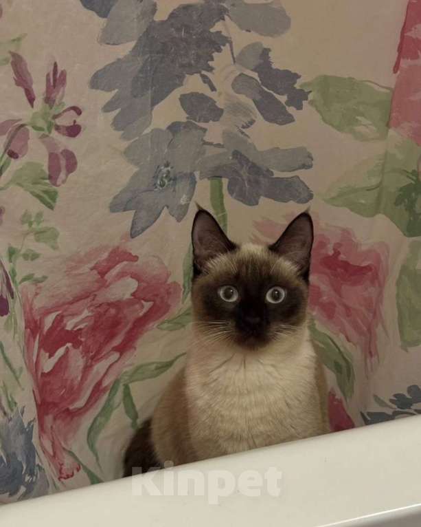 Кошки в Воронеже: Кошечка в добрые руки  Девочка, Бесплатно - фото 3