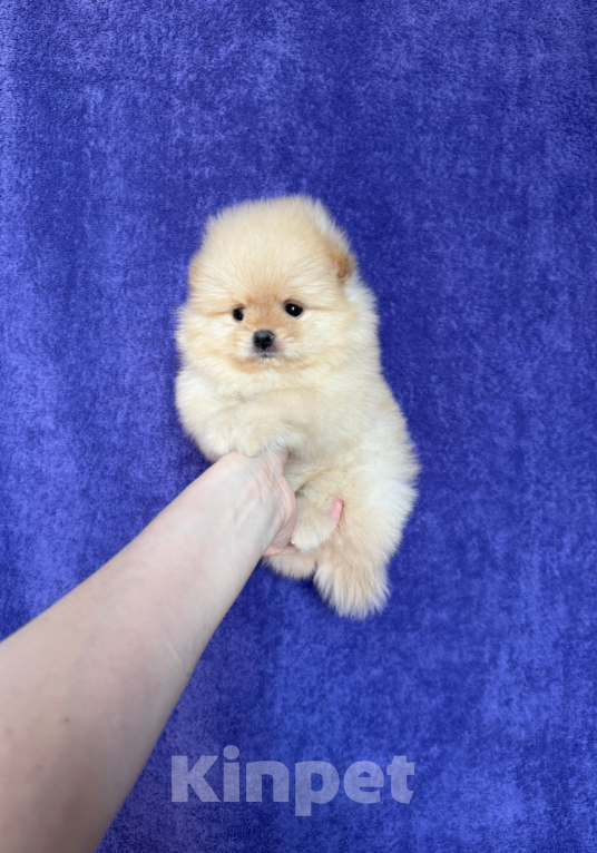 Собаки в Москве: Девочка Девочка, 30 000 руб. - фото 1