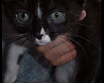Кошки в Краснодаре: Котенок ласковый милый 4 месяцва  Девочка, 1 000 руб. - фото 3