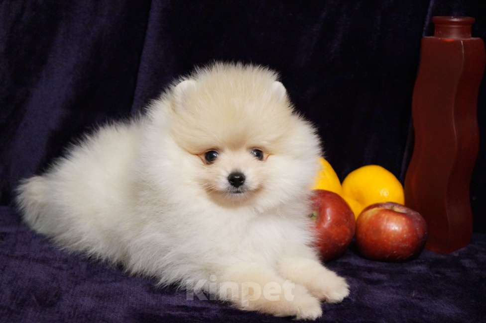 Собаки в Москве: Мальчик померанского шпица Мальчик, 25 000 руб. - фото 1