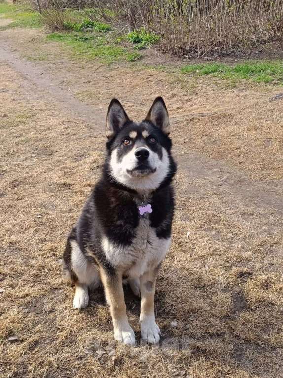 Собаки в Москве: Девочка, метис хаски, в добрые руки  Девочка, Бесплатно - фото 2
