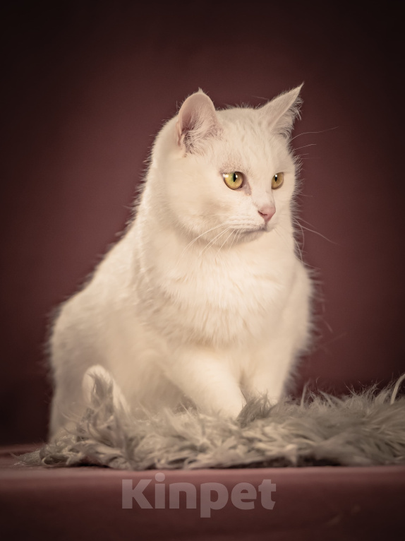 Кошки в Клине: Кассиопея — изящная кошечка, точно фарфоровая статуэтка Девочка, Бесплатно - фото 2