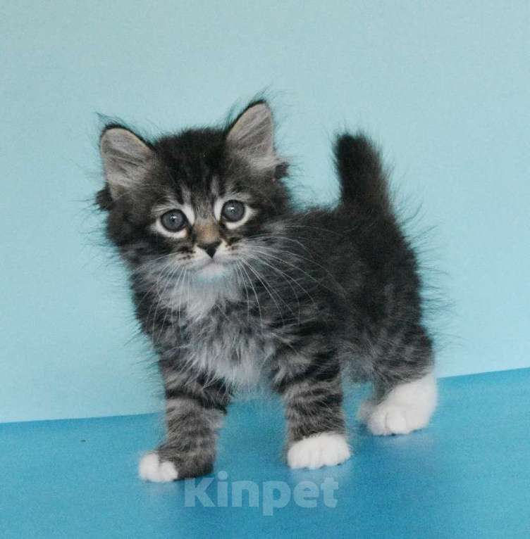 Кошки в Москве: Котик Уран Мальчик, Бесплатно - фото 3