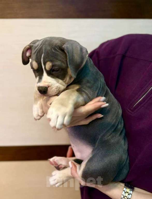 Собаки в Симферополе: Американский булли  Девочка, 60 000 руб. - фото 1