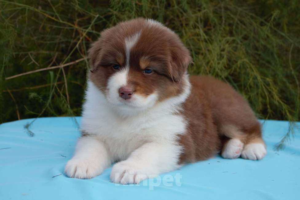 Собаки в других городах Московской области: Австралийская овчарка (аусси) Девочка, 70 000 руб. - фото 1