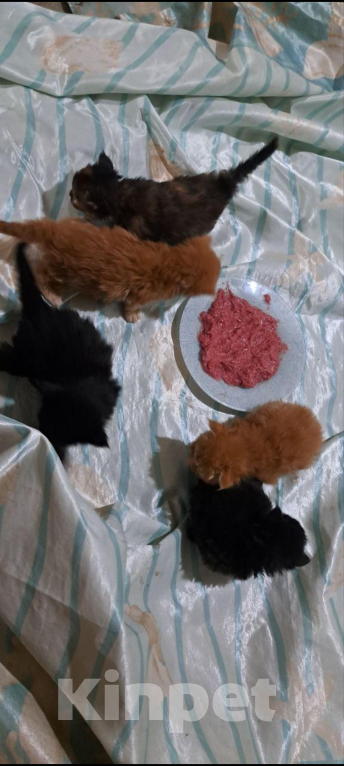 Кошки в Ржеве: Продажа котят мейкун Мальчик, 50 000 руб. - фото 1