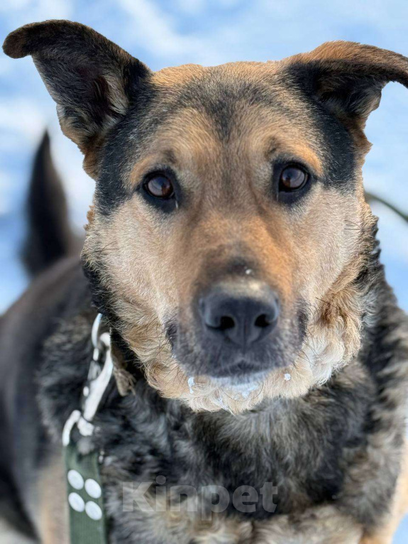 Собаки в Королеве: Очаровательный красавец Дилан разыскивает своего человека! Мальчик, Бесплатно - фото 10