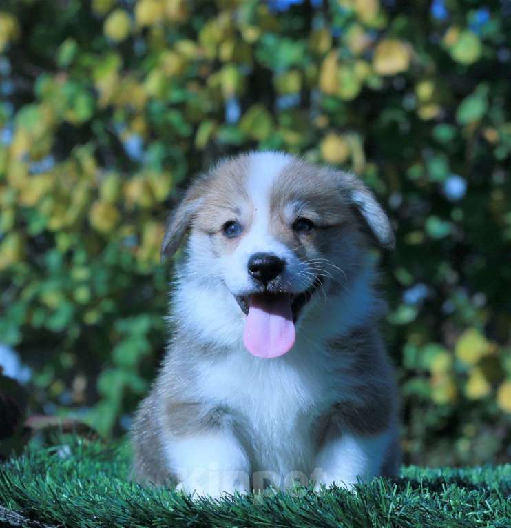 Собаки в Москве: вельш корги пемброк щенки Мальчик, 90 000 руб. - фото 8