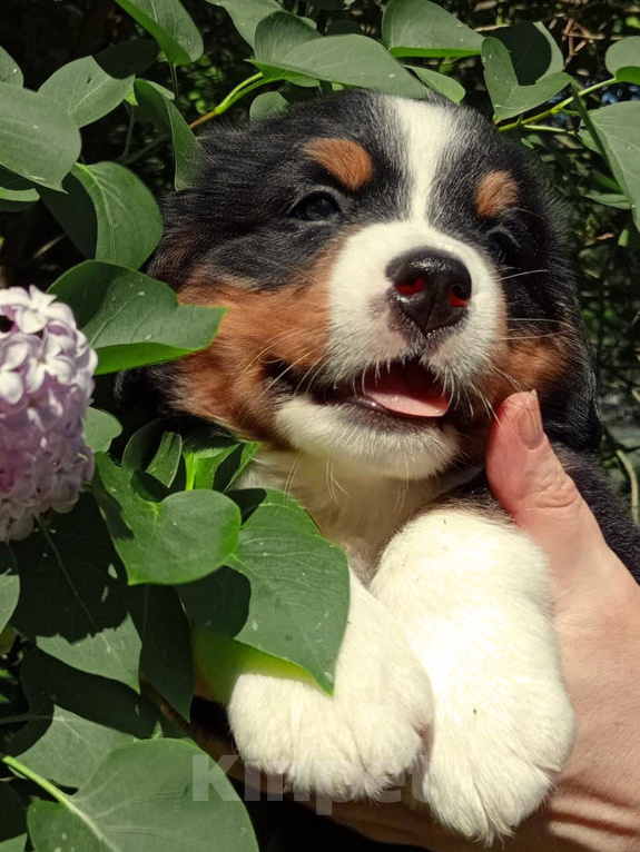 Собаки в Санкт-Петербурге: Малыши бернского зенненхунда Девочка, 100 000 руб. - фото 5