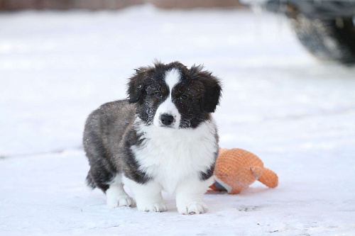 Вельш корги кардиган -девочка 
