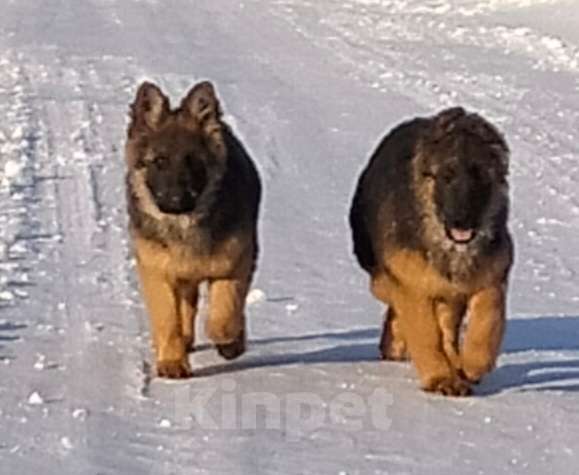 Собаки в других городах Красноярского края: щенки немецкой овчарки длинники Девочка, 45 000 руб. - фото 6