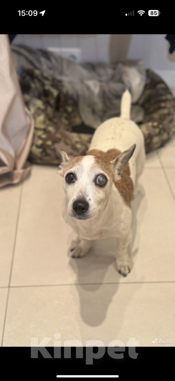 Собаки в Москве: Отдам в добрые руки джек-рассел-терьера, взрослая собака,девочка  Девочка, Бесплатно - фото 2