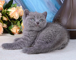 Кошки в Мурином: Британский голубой котик Мальчик, 25 000 руб. - фото 6