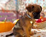 Собаки в Тюмени: Щенок пти брабансончик Мальчик, 40 000 руб. - фото 1